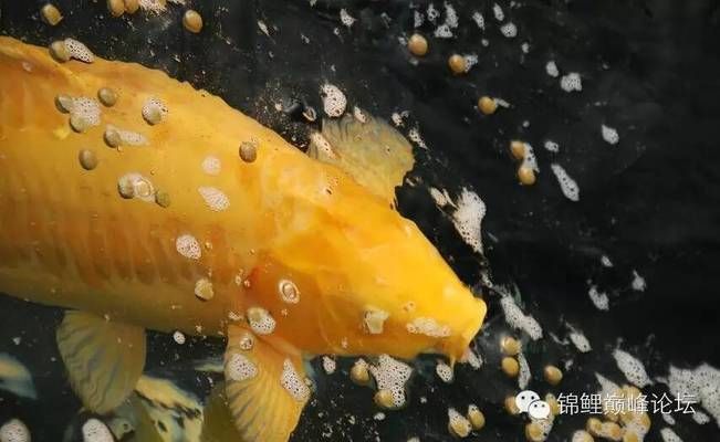 金龍魚一般多大開始繁殖后代：如何提高金龍魚的繁殖成功率？ 水族問答 第1張