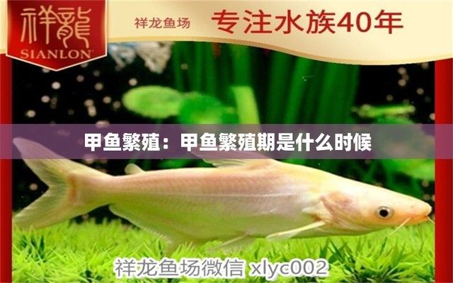 銀板魚繁殖期蛋白質(zhì)來源：銀板魚繁殖期捕食行為觀察銀板魚繁殖期的蛋白質(zhì)來源 細線銀板魚苗 第4張