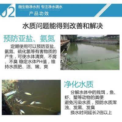 銀板魚混養(yǎng)水質(zhì)調(diào)節(jié)技巧：銀板魚混養(yǎng)時水質(zhì)調(diào)節(jié)技巧 細(xì)線銀板魚苗 第4張