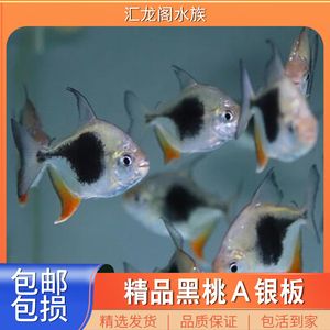 銀板魚(yú)繁殖后營(yíng)養(yǎng)補(bǔ)充方案：銀板魚(yú)繁殖后的營(yíng)養(yǎng)補(bǔ)充方案應(yīng)包括高質(zhì)量的蛋白質(zhì)飼料、維生素和礦物質(zhì)的補(bǔ)充 細(xì)線銀板魚(yú)苗 第1張