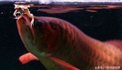 龍魚最多可以幾天不喂食：龍魚最佳喂食頻率是多少龍魚不吃食時(shí)的應(yīng)急措施 龍魚百科 第5張