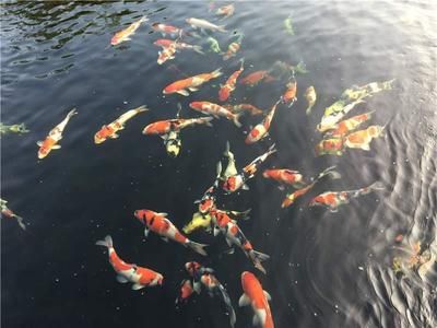 養(yǎng)龍魚缸里放什么裝飾：養(yǎng)龍魚的裝飾建議 魚缸百科 第2張