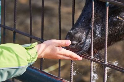 細(xì)線銀版魚繁殖飼料選擇：細(xì)線銀版魚的繁殖飼料選擇是確保其成功繁殖的關(guān)鍵因素之一 細(xì)線銀板魚苗 第3張