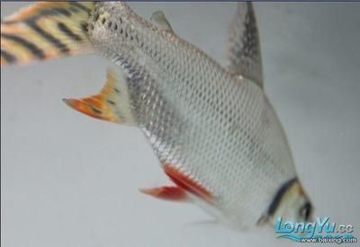 細(xì)線銀版魚繁殖飼料品牌推薦：細(xì)線銀版魚幼魚專用飼料選擇必信水族繁殖飼料品牌 細(xì)線銀板魚苗 第5張