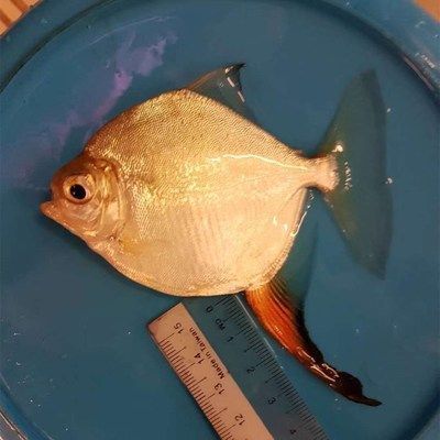 細(xì)線銀版魚幼魚飼料配比：如何自制細(xì)線銀版魚幼魚飼料，細(xì)線銀版魚幼魚飼料保存方法 細(xì)線銀板魚苗 第4張