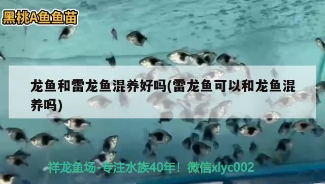 龍魚能和雷龍魚混養(yǎng)嗎：龍魚和雷龍魚可以混養(yǎng)嗎 龍魚百科 第3張