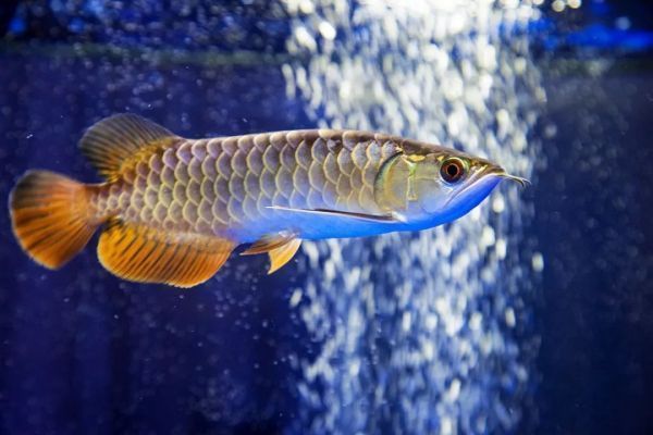 銀板魚繁殖期如何選擇伴侶：銀板魚繁殖后的魚卵護(hù)理要點(diǎn) 細(xì)線銀板魚苗 第1張