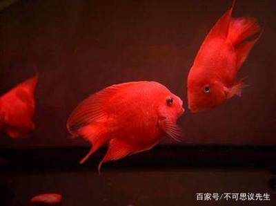 紅鸚鵡魚與銀龍魚混養(yǎng)效果：如何判斷紅鸚鵡魚是否適合混養(yǎng) 紅龍魚百科 第4張