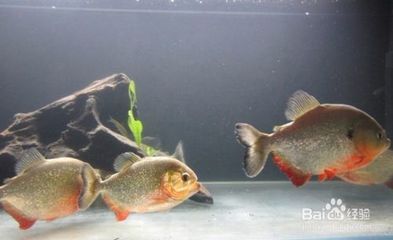 銀版魚繁殖后飼料選擇：銀版魚繁殖后飼料的選擇