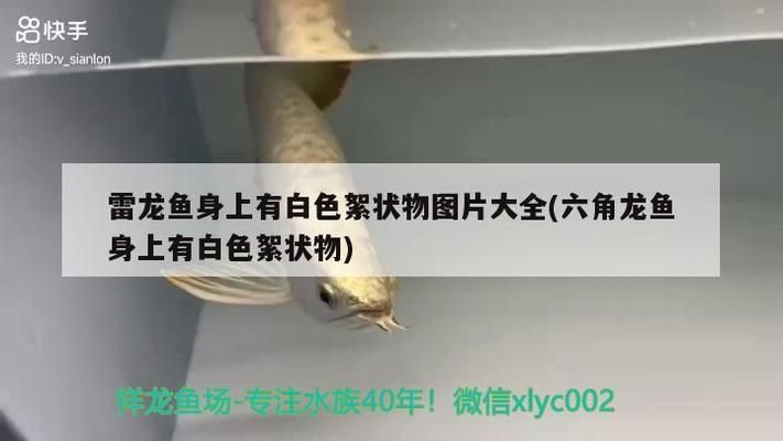 龍魚身體上粘有白色物體是什么?。糊堲~水霉病的預(yù)防方法 龍魚百科 第5張