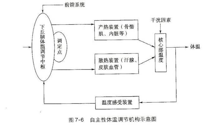 申古銀版魚體溫調(diào)節(jié)機(jī)制探究：申古銀版魚體溫調(diào)節(jié)機(jī)制 細(xì)線銀板魚苗 第5張