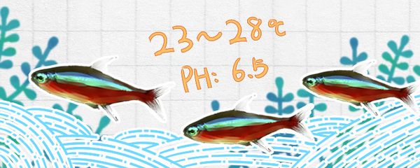 申古銀版魚適宜水溫范圍：申古銀版魚最佳生長溫度,申古銀版魚水溫控制技巧