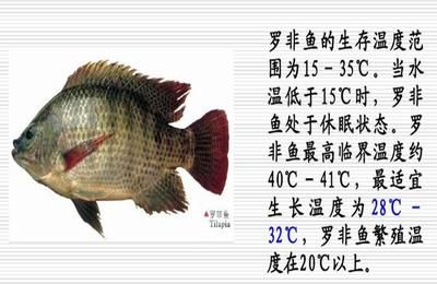 申古銀版魚適宜水溫范圍：申古銀版魚最佳生長溫度,申古銀版魚水溫控制技巧