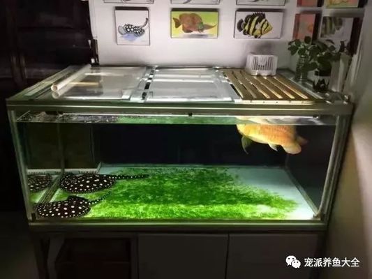 金龍魚一次喂多少粒飼料合適：金龍魚每次喂食多少合適？ 水族問答 第2張