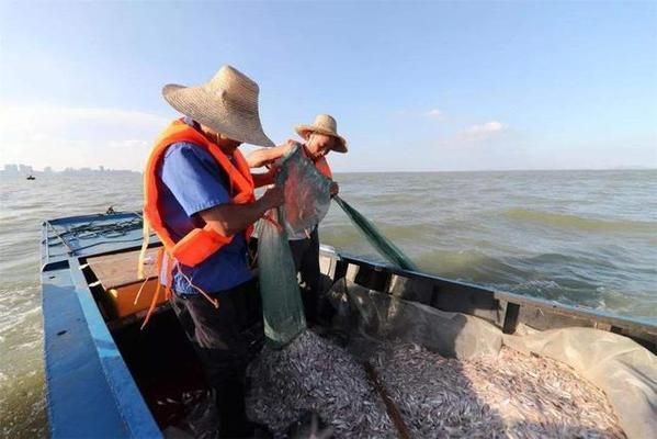 銀板魚繁殖技術要點：銀板魚的繁殖技術要點 細線銀板魚苗 第4張