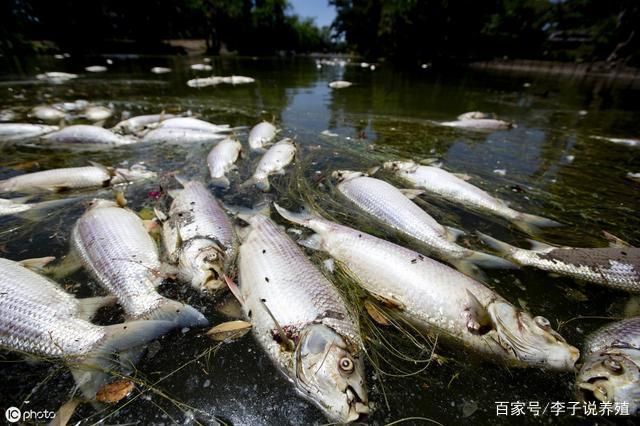 溶解氧不足對銀板魚的危害：溶解氧不足對銀板魚的危害是多方面的，銀板魚浮頭現(xiàn)象的應(yīng)對措施