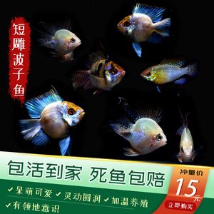 紅勾銀版魚(yú)領(lǐng)地意識(shí)研究：紅勾銀版魚(yú)的領(lǐng)地意識(shí)