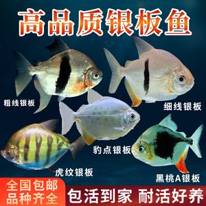 銀板魚繁殖后疾病預(yù)防措施：銀板魚常見疾病及防治方法,銀板魚繁殖后免疫增強(qiáng)策略