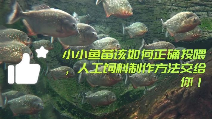 銀板魚苗飼料制作常見問(wèn)題：銀板魚的飼料制作方法