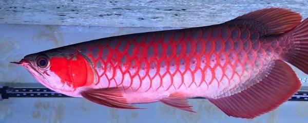 紅龍魚(yú)冬天水溫多少合適：冬季飼養(yǎng)紅龍魚(yú)的注意事項(xiàng)