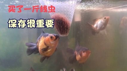 細(xì)線銀版魚(yú)飼料保存技巧：夏季魚(yú)餌保質(zhì)期影響因素影響因素，魚(yú)飼料防潮小妙招 細(xì)線銀板魚(yú)苗 第4張