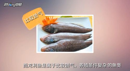 龍魚是不是巴沙魚：巴沙魚與龍魚的區(qū)別