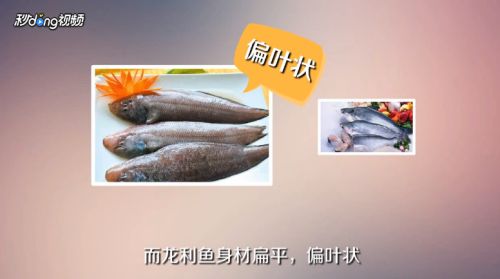 龍魚是不是巴沙魚：巴沙魚與龍魚的區(qū)別