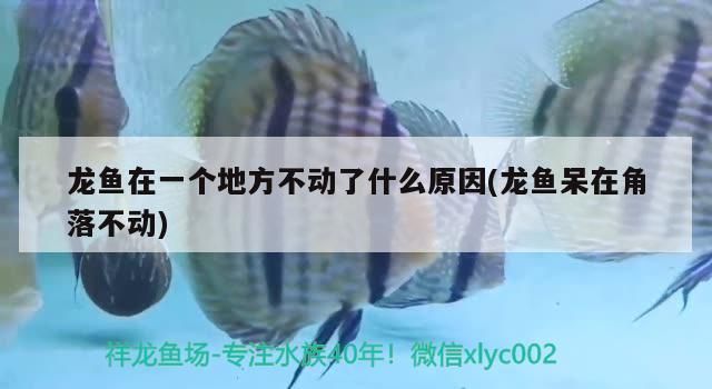 紅龍魚呆在一個(gè)地方不動(dòng)：紅龍魚呆在一個(gè)地方不動(dòng)怎么辦