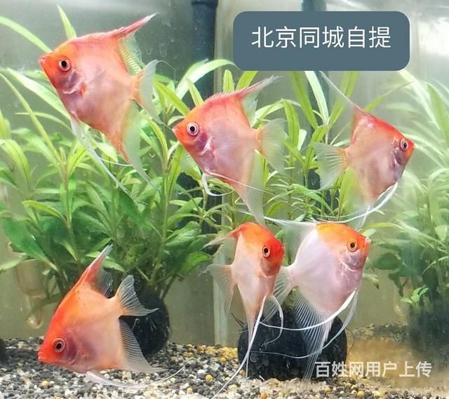 紅魔王銀版魚(yú)繁殖注意事項(xiàng)：紅魔王銀版魚(yú)繁殖周期多久