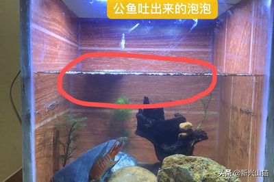 銀版魚繁殖期間如何防止公魚攻擊母魚？：銀版魚在繁殖期間攻擊母魚，這些方法可以預(yù)防和減少