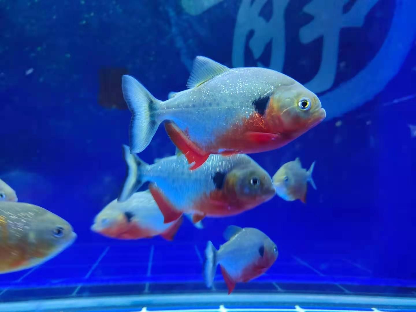 申古銀版魚混養(yǎng)水質(zhì)管理技巧：申古銀版魚混養(yǎng)常見疾病預(yù)防魚缸水質(zhì)檢測工具選擇指南 細線銀板魚苗 第2張