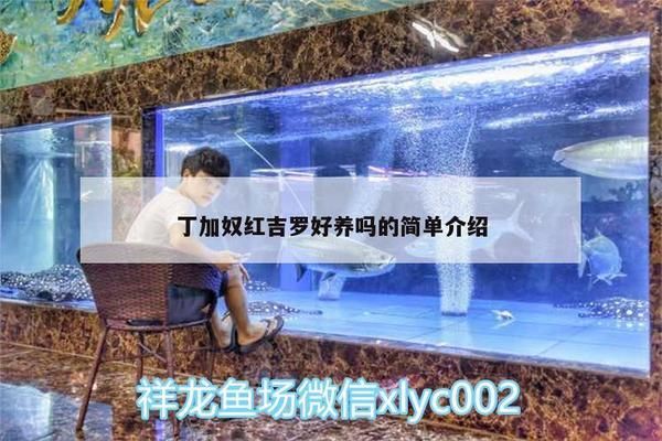 細線銀板魚苗維生素補充方法：細線銀板魚苗的維生素補充方法 細線銀板魚苗 第4張