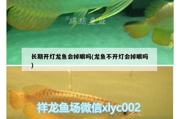 龍魚開燈時間長會掉眼嗎為什么會死：龍魚開燈時間過長會導致掉眼嗎 龍魚百科 第3張