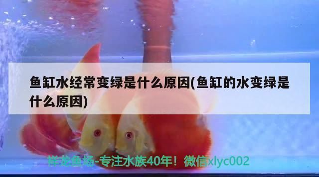 龍魚總是底下游有什么辦法：如何判斷龍魚是否缺氧 龍魚百科 第5張