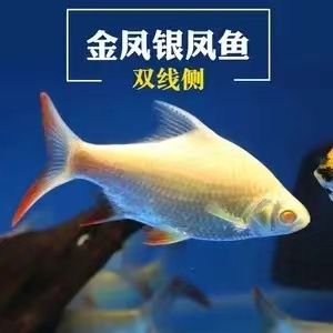 龍魚配泰國鯽魚好嗎：探討龍魚與泰國鯽魚混養(yǎng)的可行性 龍魚百科 第5張