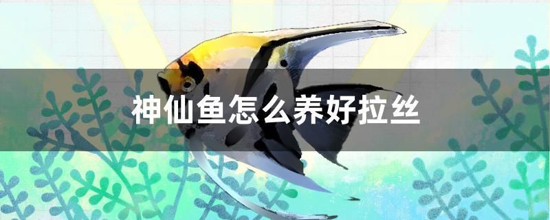 細(xì)線銀板魚苗混養(yǎng)水族箱布置：細(xì)線銀板魚苗混養(yǎng)水族箱的布置 細(xì)線銀板魚苗 第3張