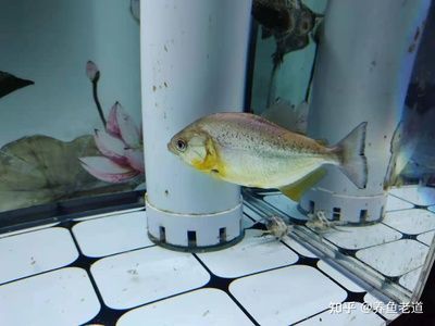 紅勾銀版魚(yú)食性差異分析：紅勾銀版魚(yú)的功飼養(yǎng)技巧，