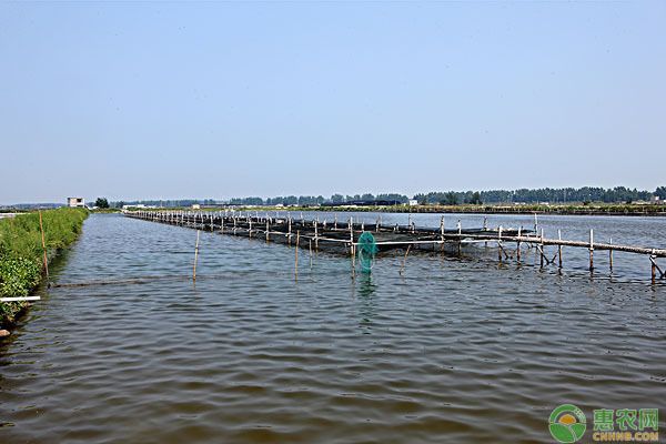 銀板魚繁殖后親魚護理：銀板魚繁殖后水質(zhì)管理技巧