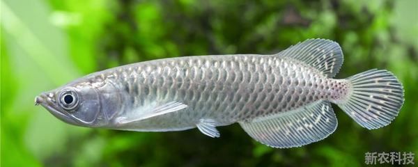 紅魔王銀版魚食物選擇：紅魔王銀版魚的食物選擇