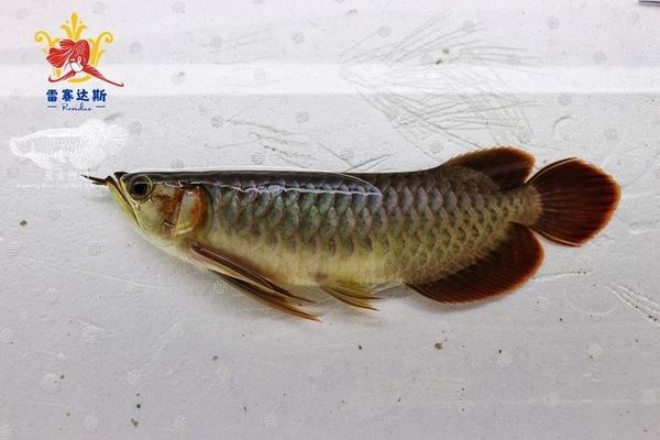 怎么選紅龍魚進(jìn)屋日期：紅龍魚搬入家中的最佳日期是一個需要慎重考量的問題