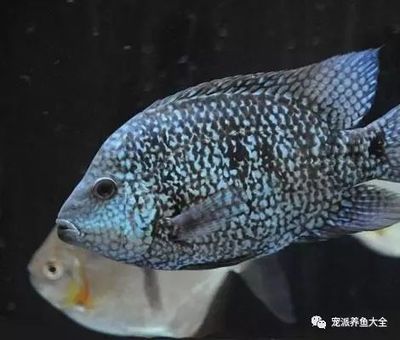 龍魚鰭上有白點：龍魚鰭上出現(xiàn)白點怎么辦