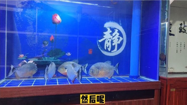 銀版魚換水后觀察要點：銀版魚換水之后的觀察要點