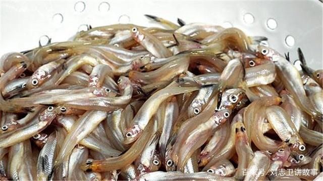 銀版魚繁殖后魚苗管理方法：銀版魚繁殖后的魚苗管理