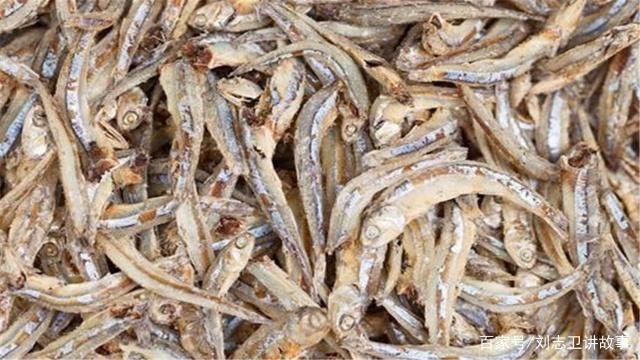 銀版魚繁殖后魚苗管理方法：銀版魚繁殖后的魚苗管理 細線銀板魚苗 第4張