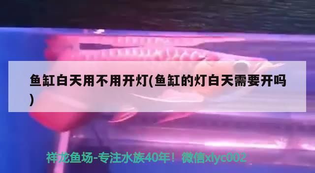 銀板魚光照不足的影響：銀板魚對光照的需求受到光照強度和時長的影響