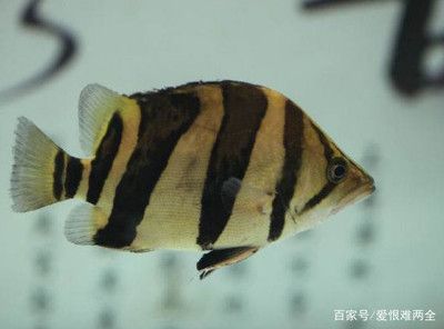 金龍魚醫(yī)生：關于金龍魚醫(yī)生的問題 水族問答