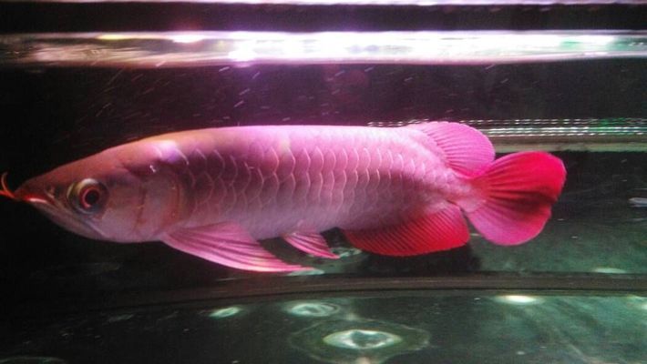 紅龍魚(yú)區(qū)分品種示意圖：紅龍魚(yú)品種介紹 紅龍魚(yú)百科 第3張