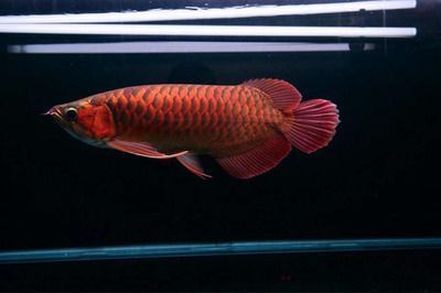 紅龍魚(yú)體色優(yōu)化方法：優(yōu)化紅龍魚(yú)體色的方法 紅龍魚(yú)百科 第3張