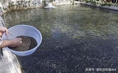 申古銀版魚飼料喂養(yǎng)技巧：申古銀版魚喂養(yǎng)技巧 細(xì)線銀板魚苗 第4張