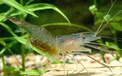 細(xì)線銀版魚繁殖期飼料選擇：細(xì)線銀版魚繁殖期水質(zhì)管理技巧細(xì)線銀版魚繁殖期水質(zhì)管理技巧 細(xì)線銀板魚苗 第1張